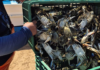 Crab season kicks off in Puerto Peñasco with nearly 100 tons caught: SAGARHPA