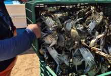 Crab season kicks off in Puerto Peñasco with nearly 100 tons caught: SAGARHPA