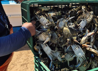 Crab season kicks off in Puerto Peñasco with nearly 100 tons caught: SAGARHPA