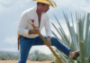 International Tequila Day: Which is the best in Jalisco?