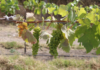 Discover the first vineyard in Nayarit.