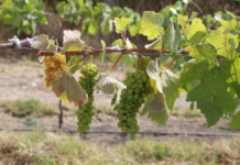 Discover the first vineyard in Nayarit.