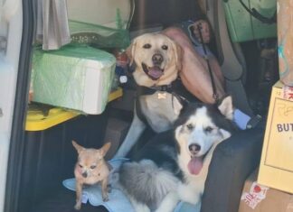 Rules and requirements for traveling from the U.S. to Mexico with your pets