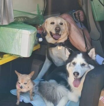 Rules and requirements for traveling from the U.S. to Mexico with your pets