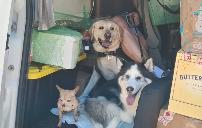 pet movers