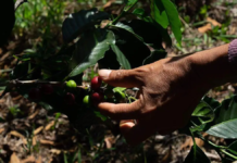 Crisis in Siltepec’s coffee sector: migration, predatory middlemen, and insecurity put production at risk.