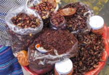 A Taste of Oaxaca: There will be tlayudas, black mole, and many traditional dishes.