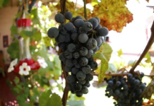 With wine, gastronomy, music and art, the 2026 grape harvests begin in Coahuila