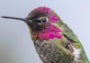 Red-headed hummingbird sighting recorded in Jalisco for the first time.