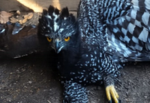 One of the most elusive birds of prey in Mexico has reappeared in a location where it had never before been recorded.