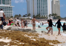 From plague to business: the plan with which Mexico seeks to turn sargassum into a multi-million dollar industry