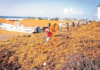 Tourism in Quintana Roo plummets due to sargassum and international conflicts