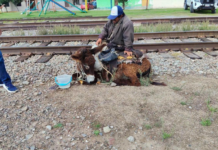 Donkey that was a victim of animal abuse in Querétaro moved to a shelter.