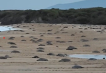 Olive ridley turtles begin arriving at Ixtapilla Beach, Aquila.