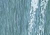 Emergency Beach Closures Enforced Along Mazatlán’s Malecón After Crocodile Sighting
