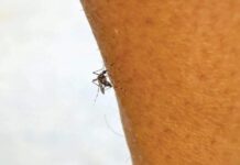Baja California Sur Launches Intensive Anti-Dengue Fogging Operations in La Paz and Los Cabos