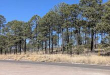 Coahuila and Durango Gear Up for Major Regional Reforestation Initiative