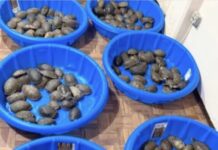Authorities Seize 350 Turtles at the Matamoros Airport in Tamaulipas