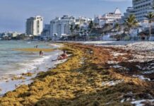 Mexico Struggles Against Unprecedented Sargassum Invasion in the Caribbean