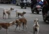 Mass Poisoning of Over 30 Dogs and Cats Investigated in Querétaro
