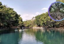The Secret Chapultepec of Morelos: A Hidden Park with Natural Springs and Centuries-Old Trees