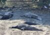 Crocodile Patrol: Drones Monitor Zihuatanejo Beaches to Prevent Attacks