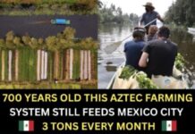 Ancient Aztec Innovation: How Xochimilco’s Chinampas Are Revolutionizing Modern Sustainable Farming