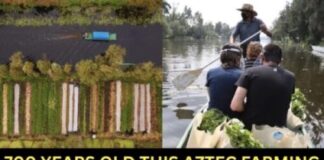 Ancient Aztec Innovation: How Xochimilco’s Chinampas Are Revolutionizing Modern Sustainable Farming