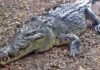 11 Dead Crocodiles Found in Puerto Vallarta Spark Environmental Alert
