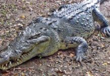 11 Dead Crocodiles Found in Puerto Vallarta Spark Environmental Alert