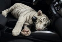 Driver Arrested in Mexico City for Transporting White Bengal Tiger in His Car