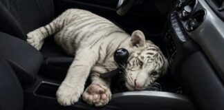 Driver Arrested in Mexico City for Transporting White Bengal Tiger in His Car