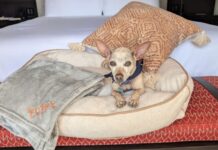Beyond Pet-Friendly: Inside the Ultra-Luxury Canine Retreat in San Miguel de Allende