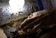Stingless Bees of the Yucatán Provide Sustainable Livelihoods and a Deep Connection to Mayan Culture