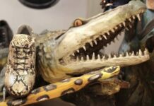 Illegal Crocodile Poaching Feeds Luxury Goods Market