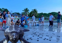 The release of turtles in Campeche excites everyone!
