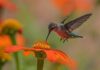 Researchers Attempt First-Ever Full Tracking of Hummingbird’s 4,000-Mile Migration from Alaska to Mexico