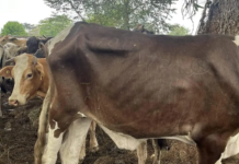 Livestock farming in Morelos drops 40% due to violence and costs.
