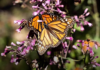 New monarch butterfly migration route discovered; sanctuaries sought in Quintana Roo