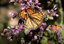 New monarch butterfly migration route discovered; sanctuaries sought in Quintana Roo