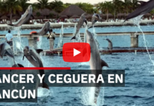 Nine dolphins in Cancún are suffering from cancer and blindness while tourist visits continue.