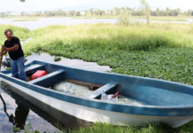 Acuitlapilco Lagoon is being reborn and establishing itself as a natural refuge for birds in Tlaxcala.