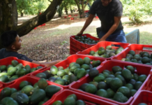 Avocado exports from Michoacán to the US resume