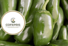 Cofepris rules out salmonella at a jalapeño pepper packing plant in Nuevo León.