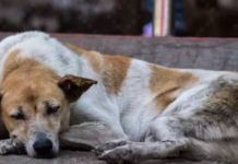 Speak out against animal abuse in Sonora!