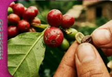 Hidalgo coffee growers report sector neglect and drop in production.