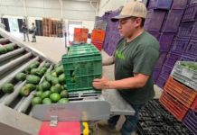 Producers say avocado shipments to the U.S. have doubled.