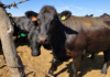 Only two Mexican states remain free of screwworm following the first case in Sonora.