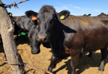Only two Mexican states remain free of screwworm following the first case in Sonora.