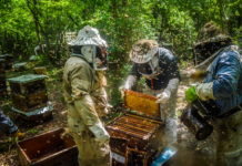 Yucatán and Campeche, the first and fourth-ranked states for honey production in the country.